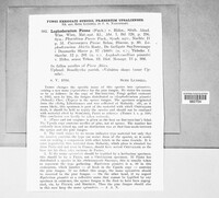 Image of Lophodermium piceae